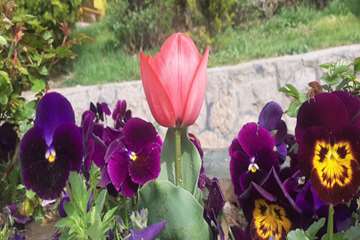 بهار دانشگاه 1399